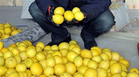 limon piyasası mersin